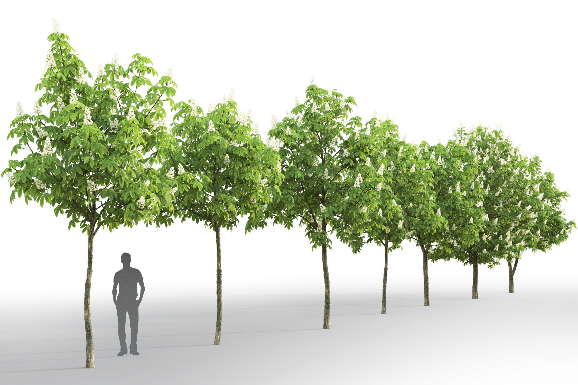 Chestnut-tree 01 H5-6m 3D model_9