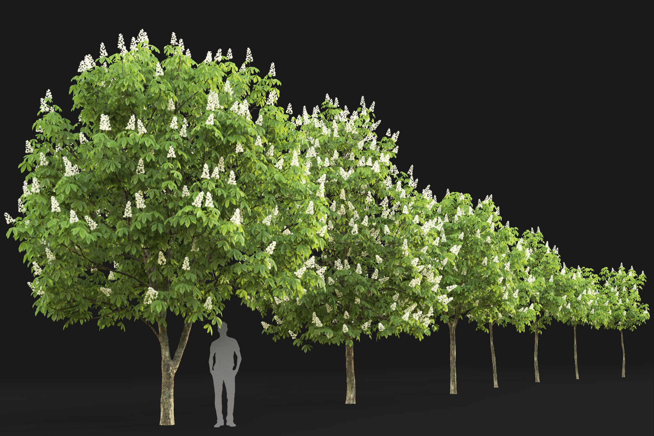 Chestnut-tree 01 H5-6m 3D model_10