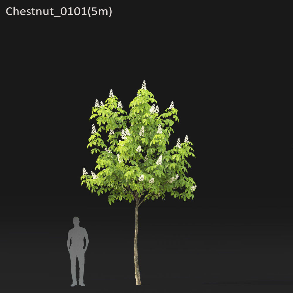 Chestnut-tree 01 H5-6m 3D model_1