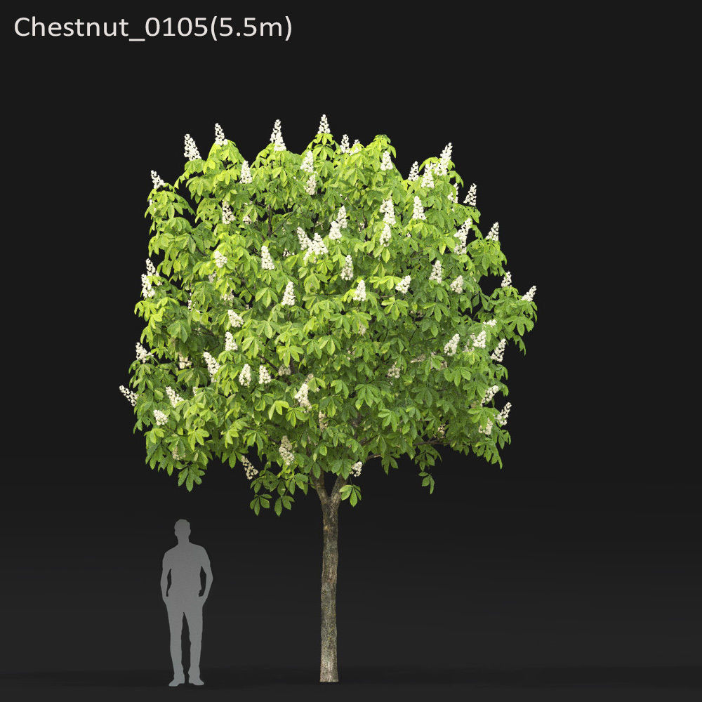 Chestnut-tree 01 H5-6m 3D model_5