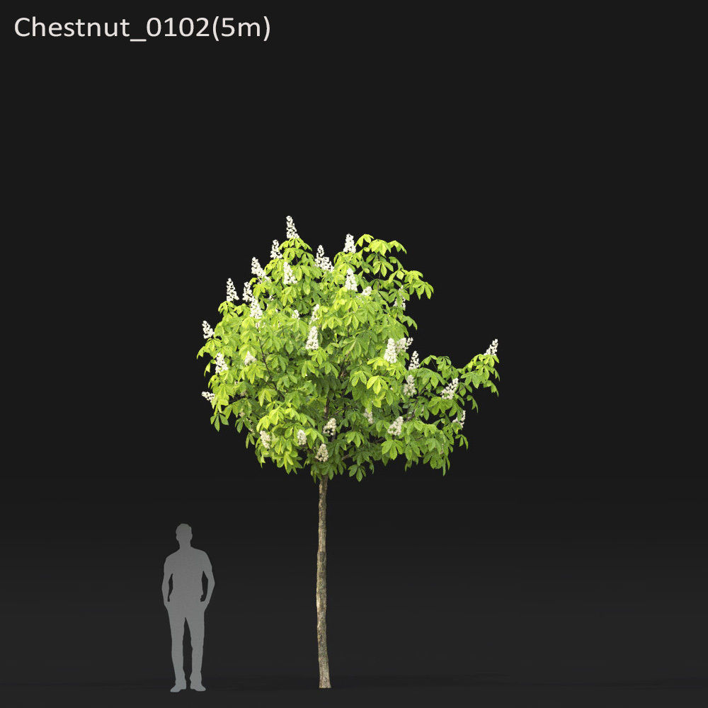 Chestnut-tree 01 H5-6m 3D model_2