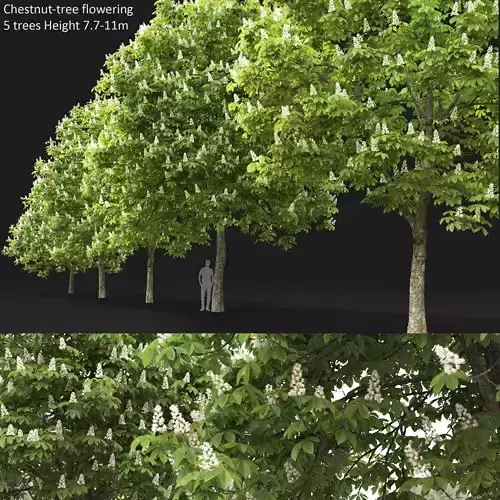 Chestnut-tree 02 H7-11m