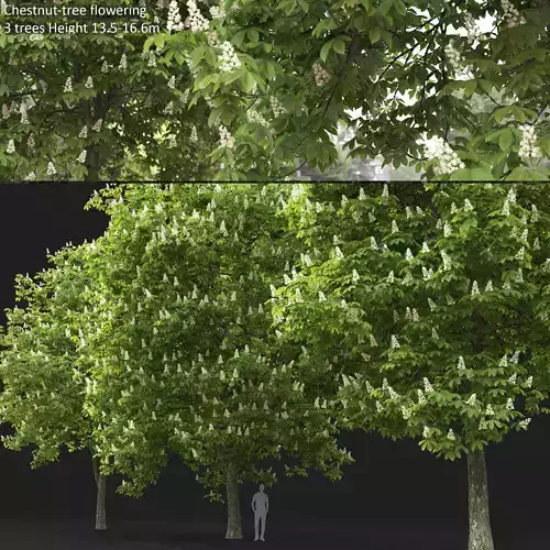 Chestnut-tree 03 H13-16m