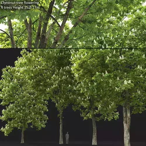 Chestnut-tree 04 H15-17m