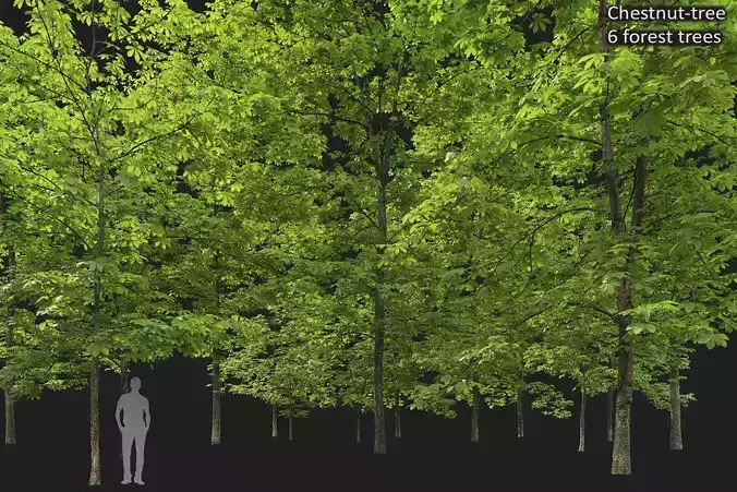 Chestnut-tree 05 H8-17m