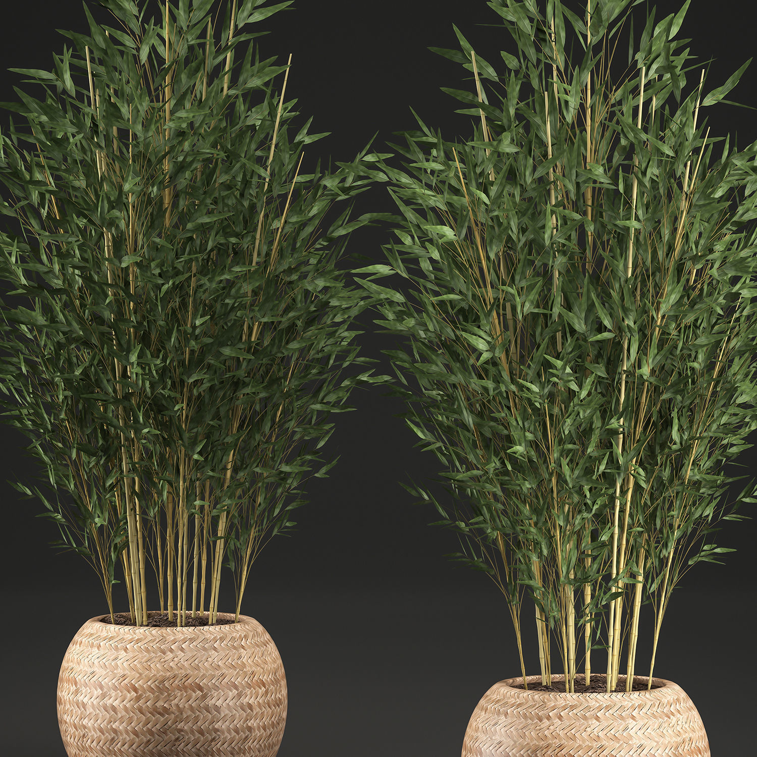 Bamboo Tree for the interior in basket 638 3D model_4