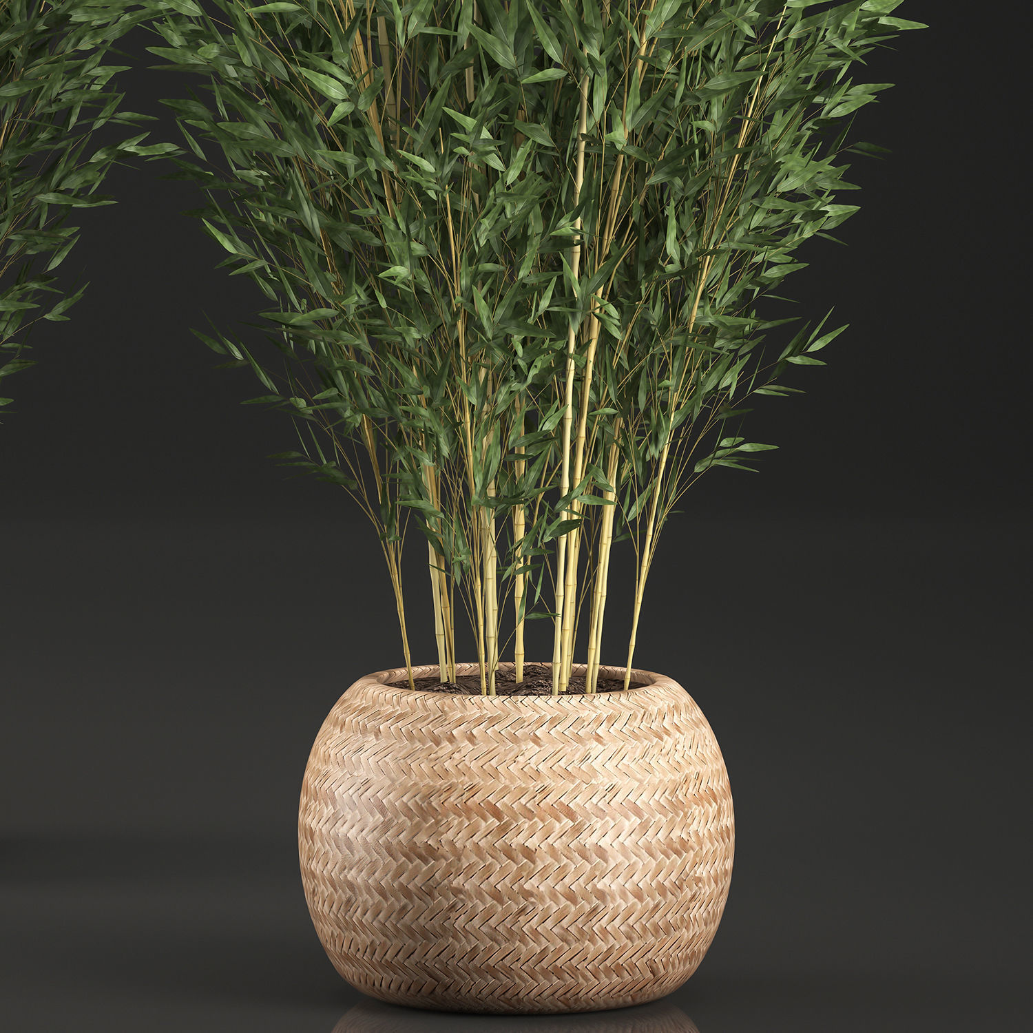Bamboo Tree for the interior in basket 638 3D model_1