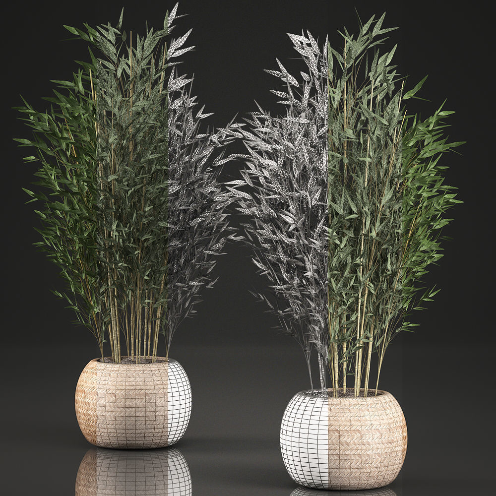 Bamboo Tree for the interior in basket 638 3D model_5