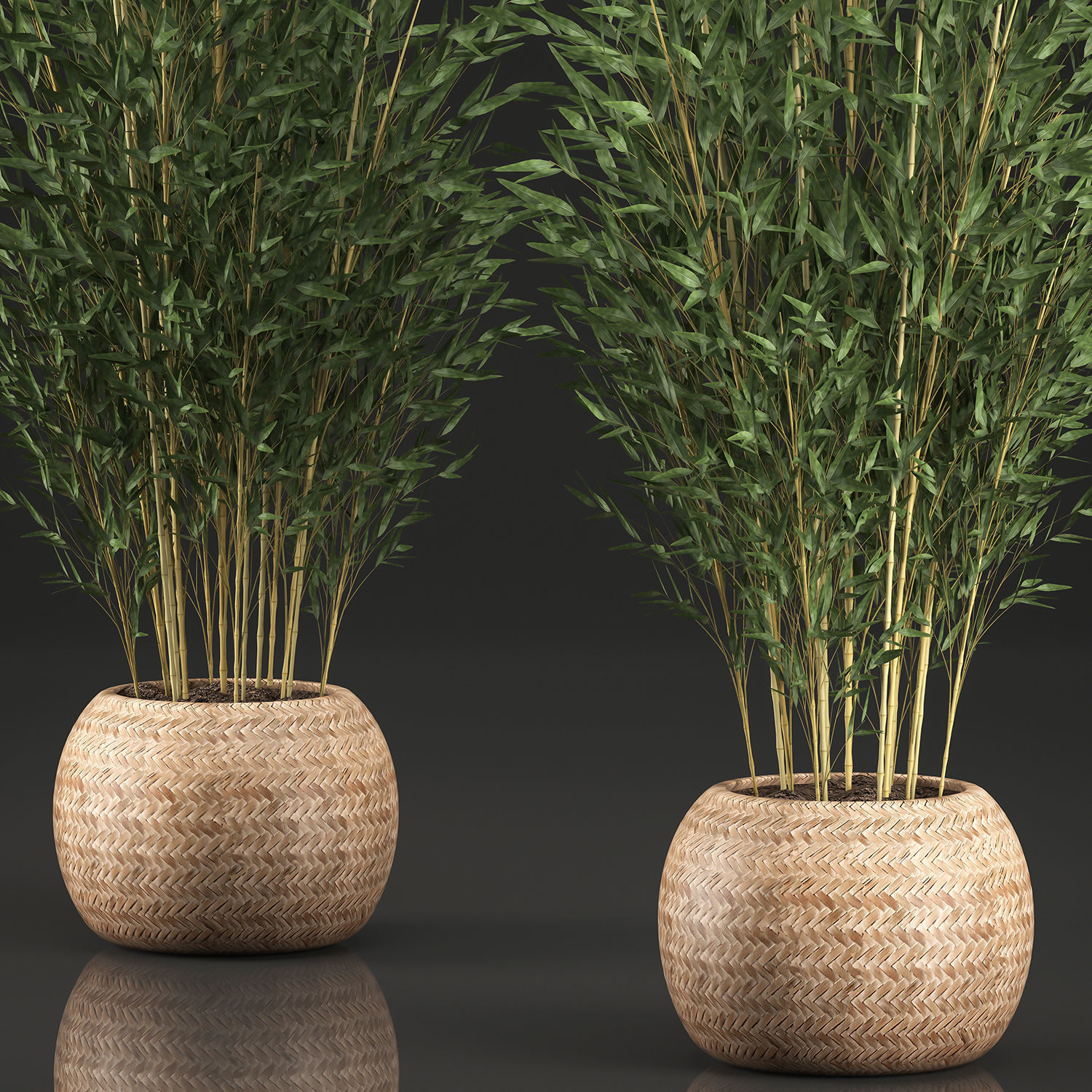 Bamboo Tree for the interior in basket 638 3D model_3