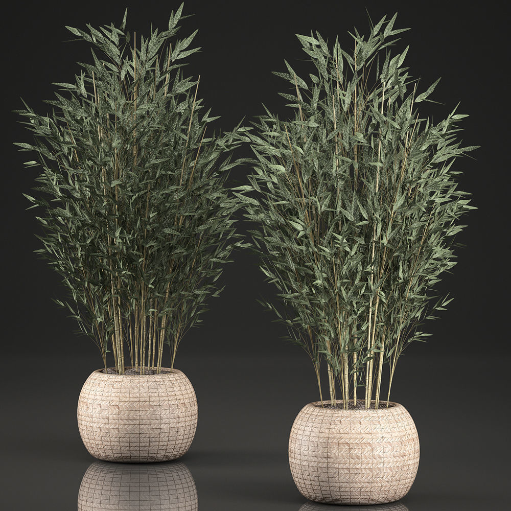 Bamboo Tree for the interior in basket 638 3D model_6