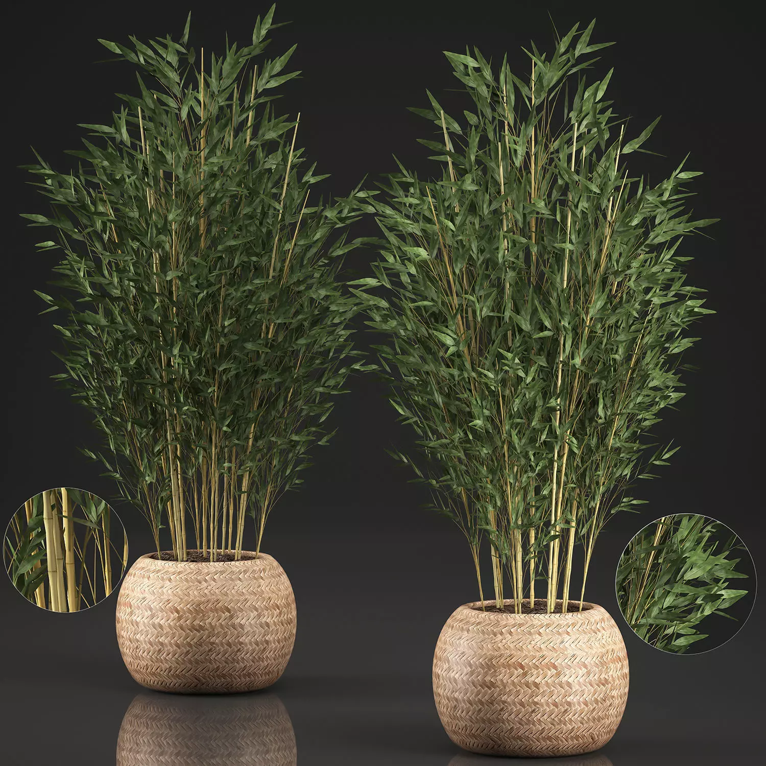 Bamboo Tree for the interior in basket 638 3D model_0