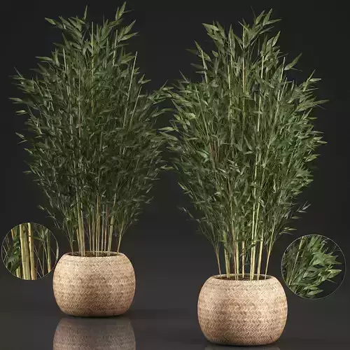 Bamboo Tree for the interior in basket 638 3D model