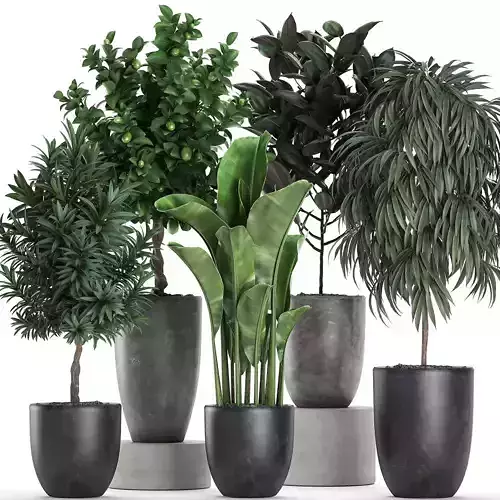 Ornamental plants for the interior in black pots 640 3D model