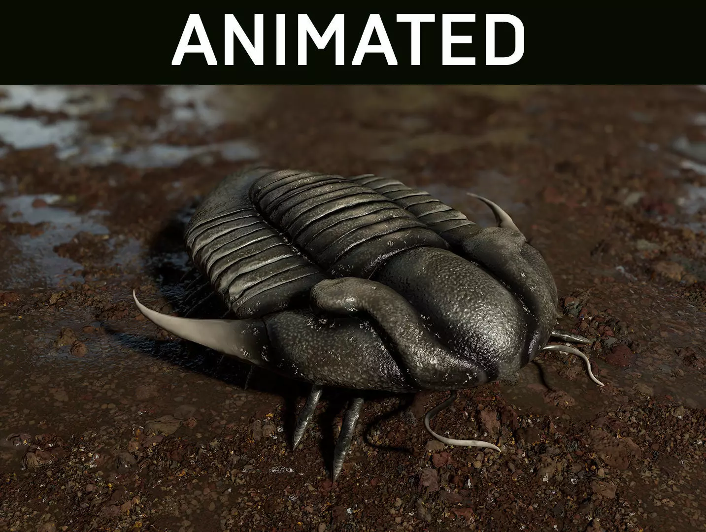 Trilobite 02 - ILLAENUS TAURICORNIS Low-poly 3D model
