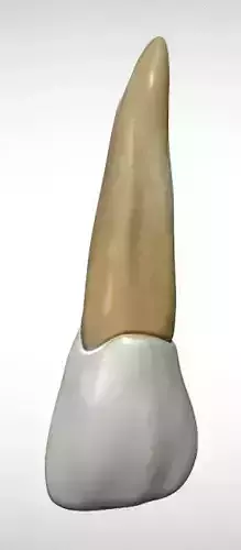 Maxillary lateral Incisor Low-poly 3D model
