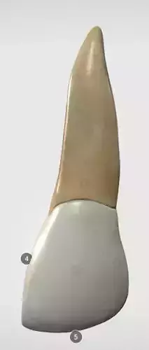 Maxillary Central Incisor Low-poly 3D model