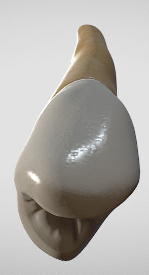 Maxillary Second Premolar Low-poly 3D model_8