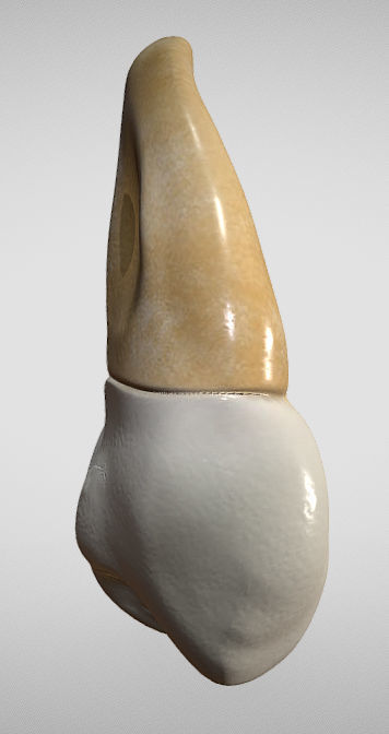 Maxillary Second Premolar Low-poly 3D model_4