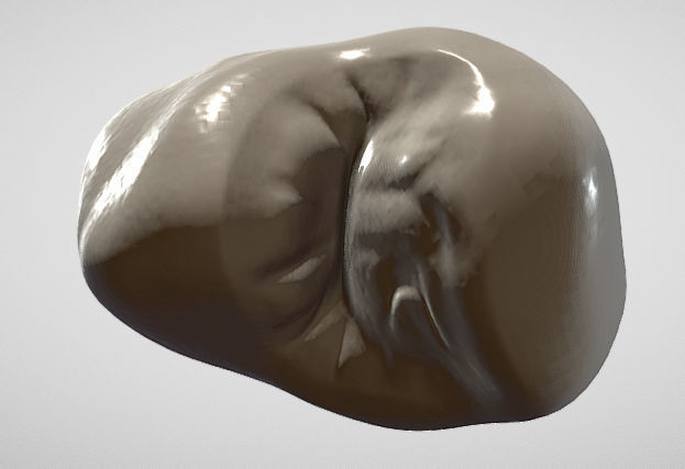 Maxillary Second Premolar Low-poly 3D model_5