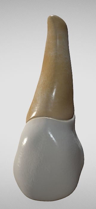 Maxillary Second Premolar Low-poly 3D model_2