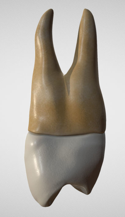 Maxillary First Premolar Low-poly 3D model_5
