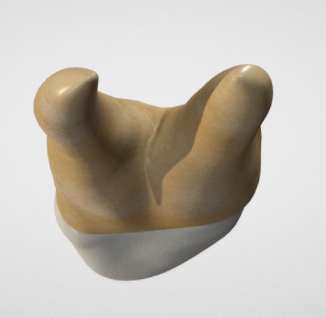 Maxillary First Premolar Low-poly 3D model_10