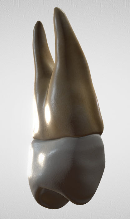 Maxillary First Premolar Low-poly 3D model_6