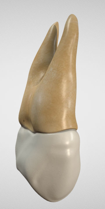 Maxillary First Premolar Low-poly 3D model_1