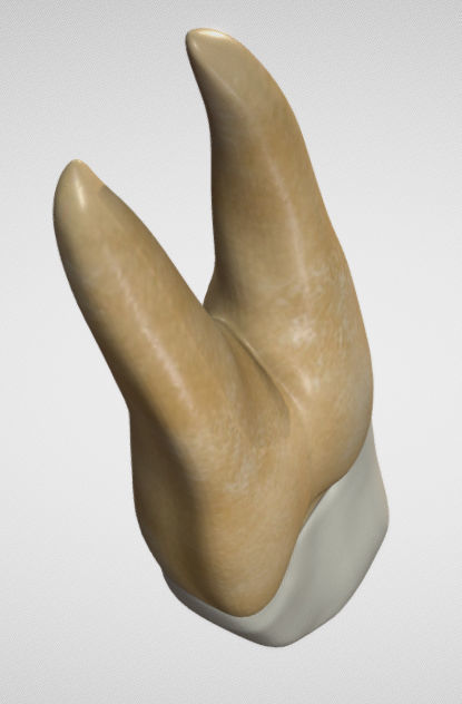 Maxillary First Premolar Low-poly 3D model_11