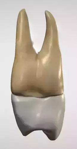 Maxillary First Premolar Low-poly 3D model