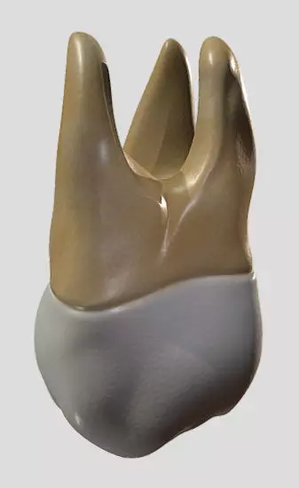 Maxillary Second Molar Low-poly 3D model_3