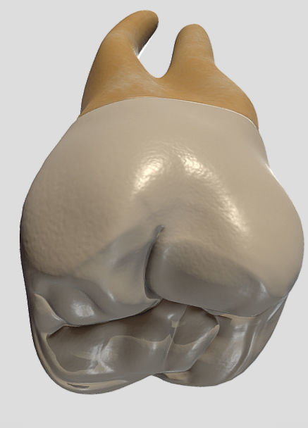 Maxillary Second Molar Low-poly 3D model_6