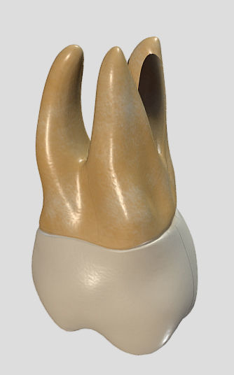 Maxillary Second Molar Low-poly 3D model_10