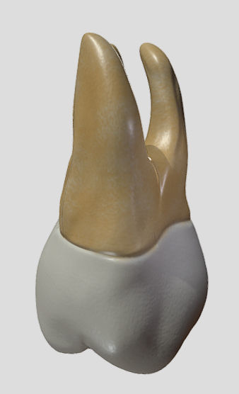 Maxillary Second Molar Low-poly 3D model_5