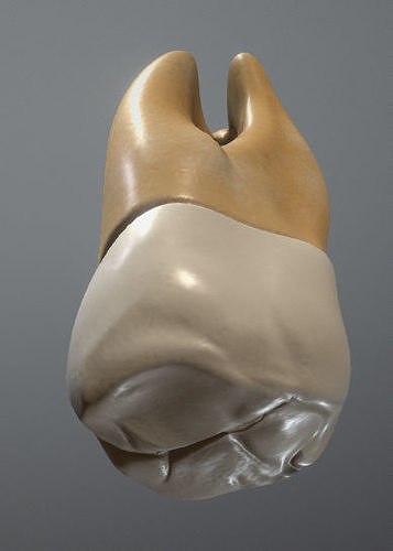 Maxillary Third Molar Low-poly 3D model