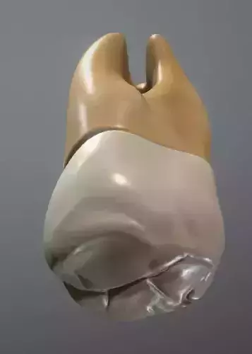 Maxillary Third Molar Low-poly 3D model