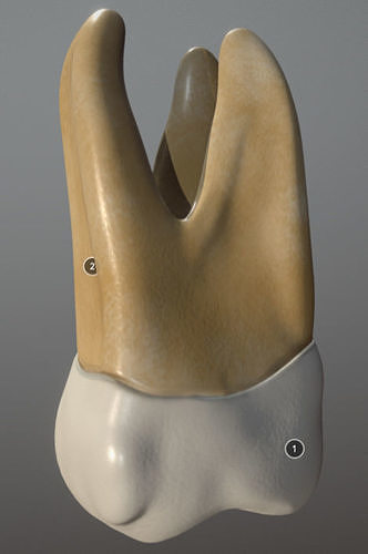Maxillary First Molar Low-poly 3D model
