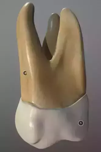 Maxillary First Molar Low-poly 3D model