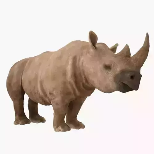 Rhino rhinoceros
