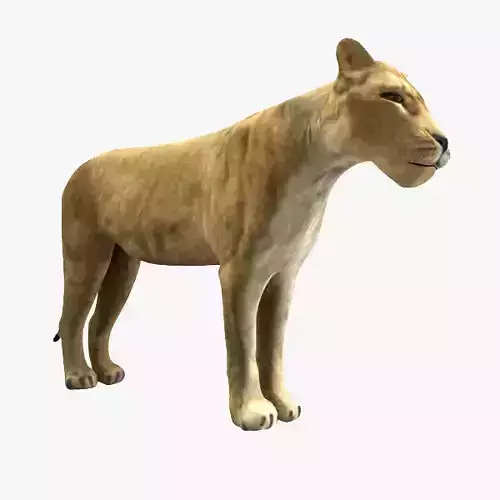 Lioness lion 3D model