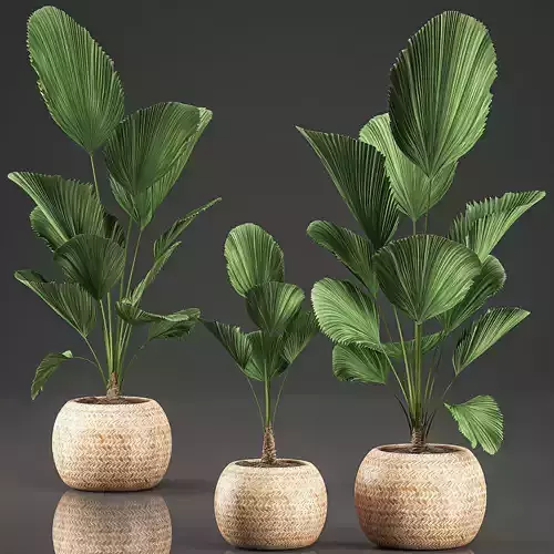 licuala for the interior in basket 642 3D model