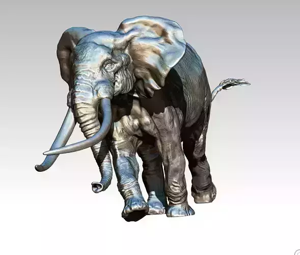 Elephant with long tusks