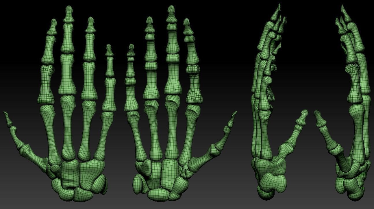 Human hand bones Wrist skeleton 3D model_2