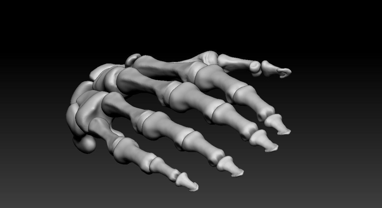Human hand bones Wrist skeleton 3D model_1