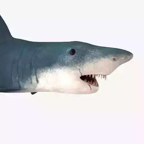 Shark great