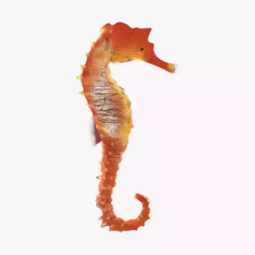  Sea Horse 3D model