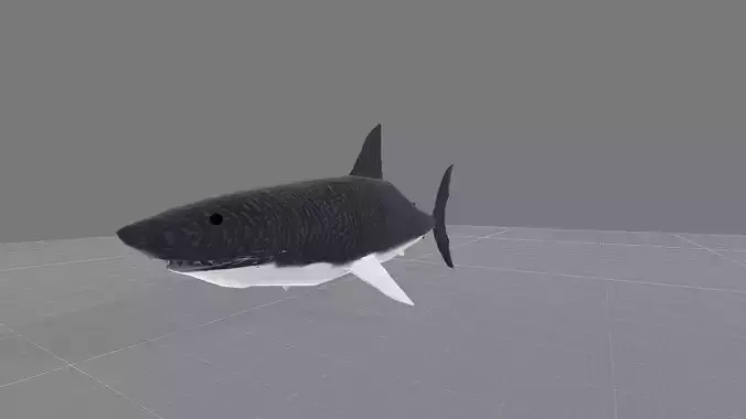 Animated Shark model