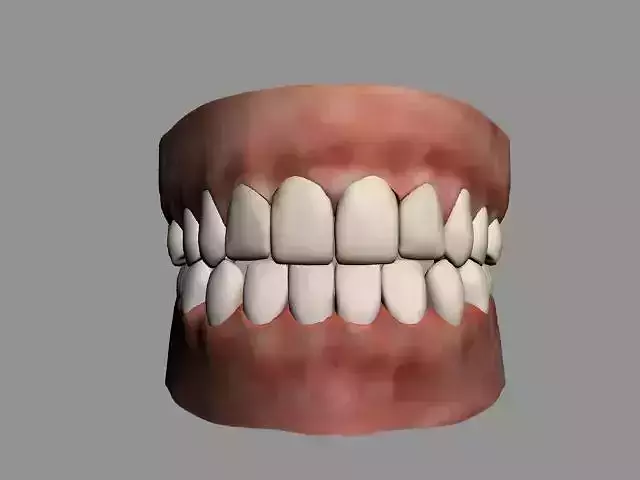 Realistic Human Teeth with Gums