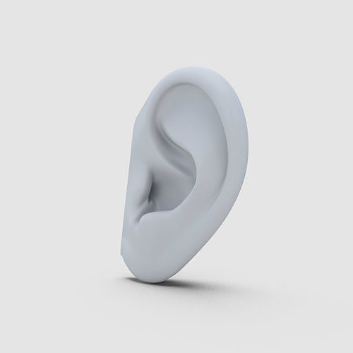 Ear Model 3D model