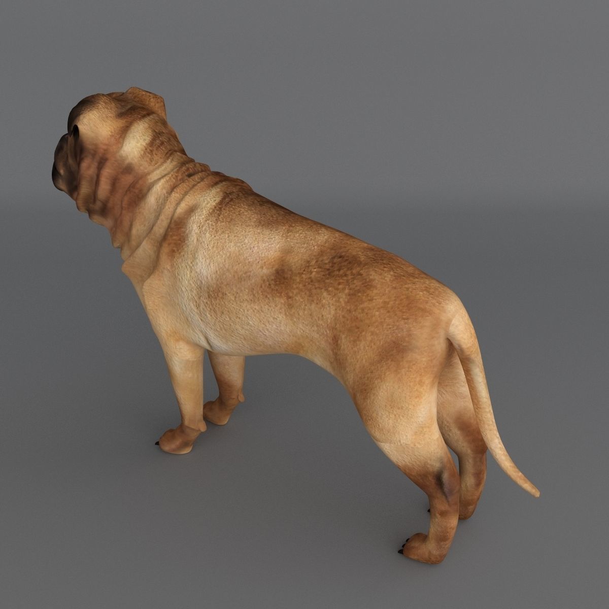  Ori Pei Dog 3D model_5